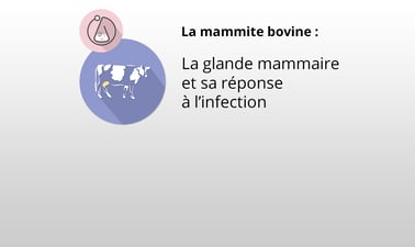 UMontrealX: La glande mammaire et sa réponse à l’infection