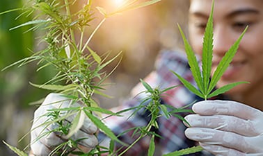 DoaneX: Cannabis Cultivation and Processing