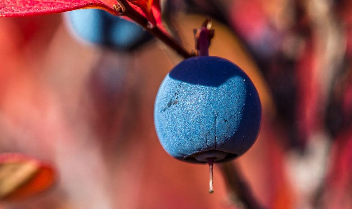 One Health as Holistic Problem Solving