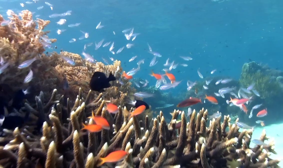 Coral Reefs: Introduction to Challenges and Solutions