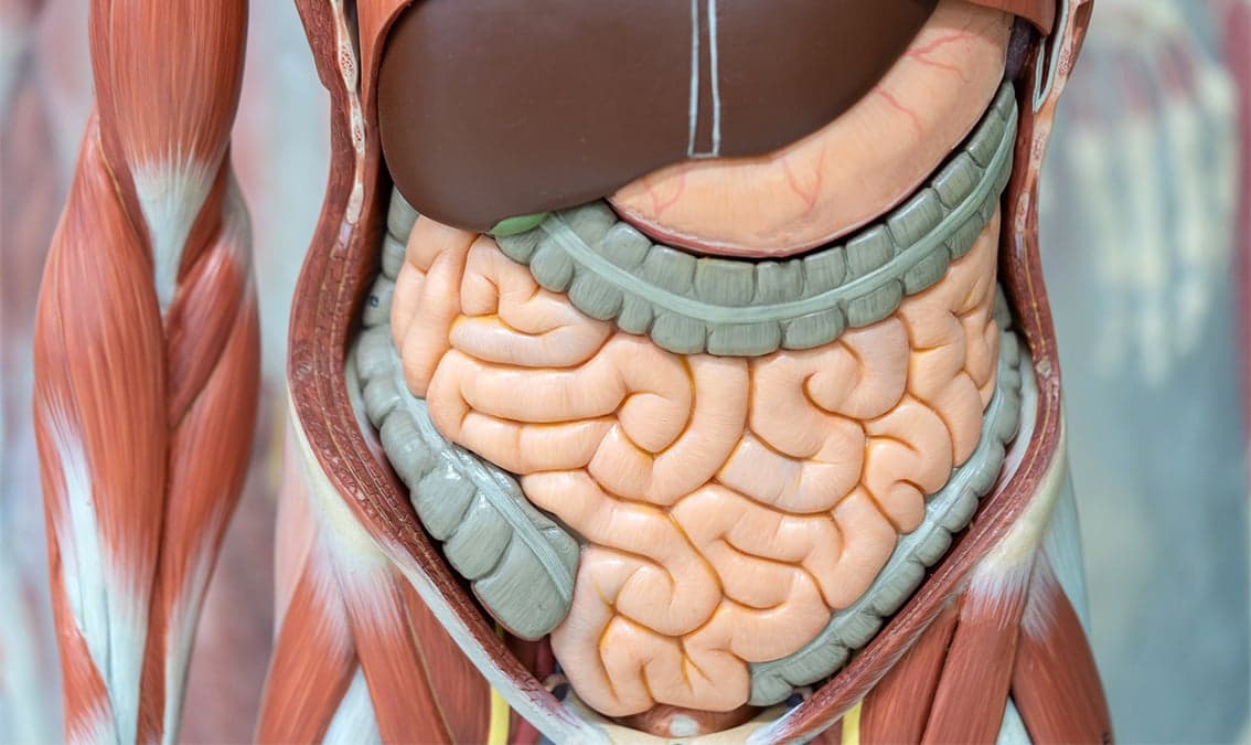 Endocrine, Renal and Gastrointestinal Systems