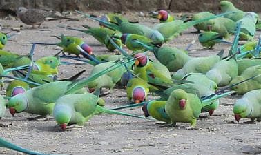 UTennesseeX: Birds 101: Introduction to Pet Birds