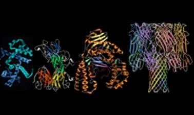 RICEx: Proteins: Biology's Workforce