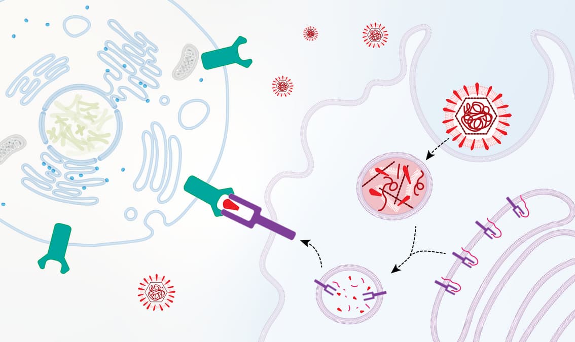 Cell Biology: Cell-Cell Interactions