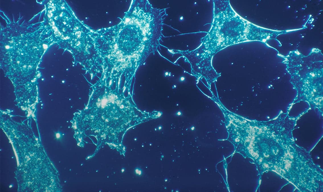 Essential Human Biology: Cells and Tissues