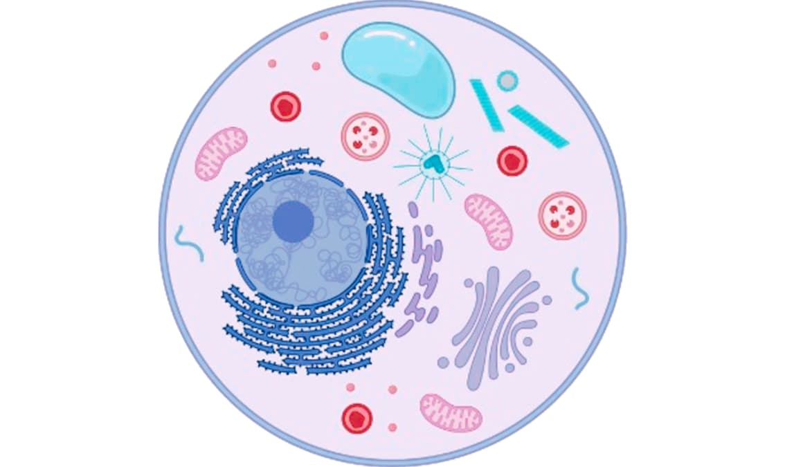 Fundamentos bioquímicos de la vida
