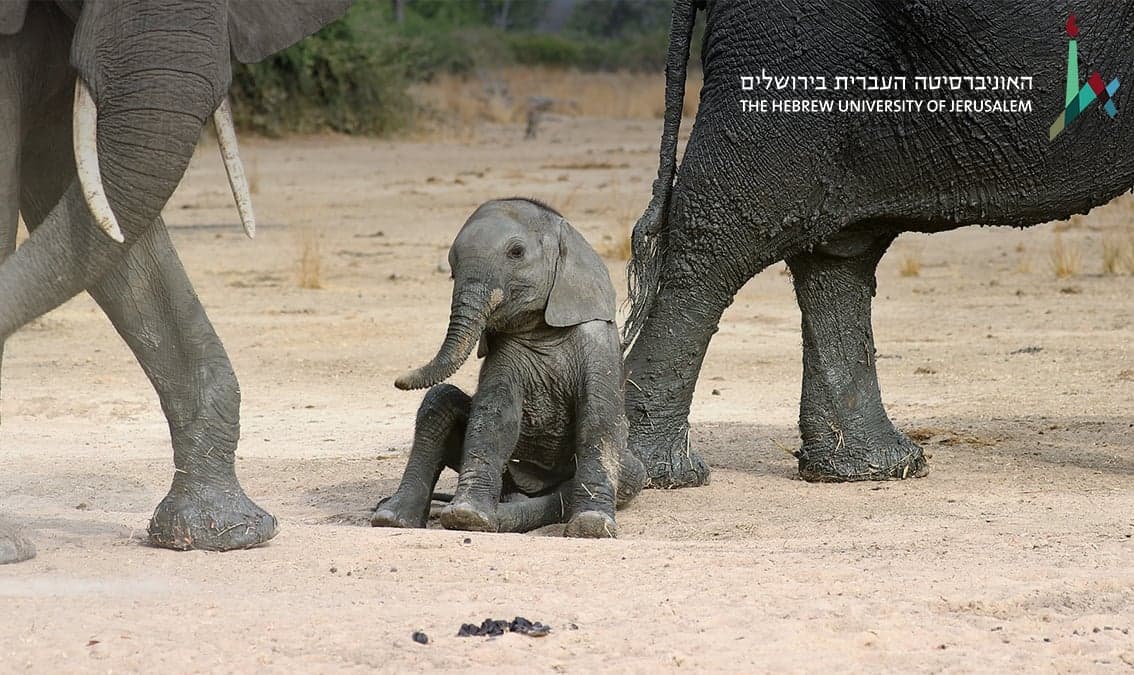 Sex from molecules to elephants