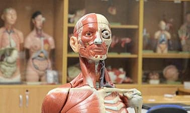 Human Anatomy for Stroke