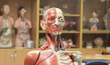 HKPolyUx: Human Anatomy for Stroke