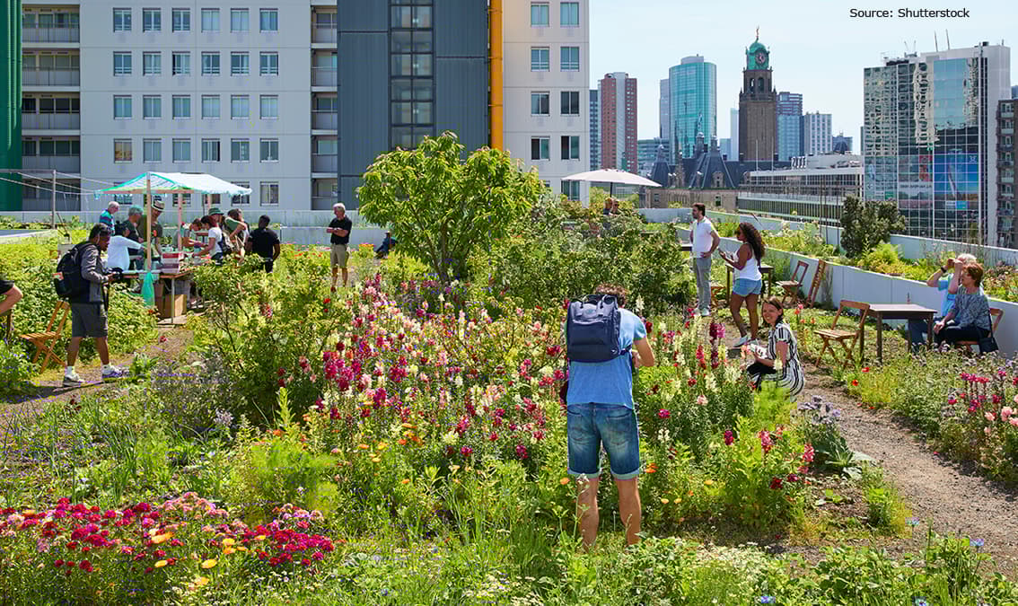 Urban Rewilding: Restore Your Local Ecosystem