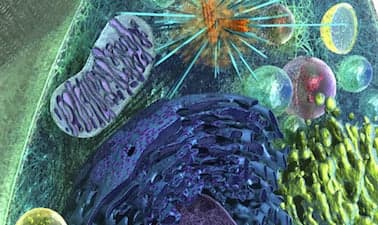 Cell Biology: Mitochondria