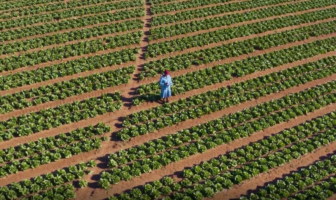 Monitoring, Evaluation, and Learning for National Adaptation Plan Processes