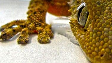 FedericaX: Zoologia