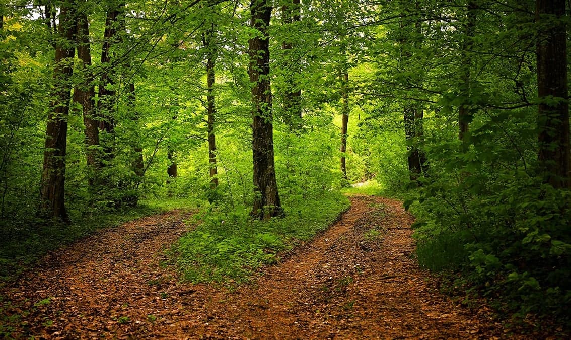 Pathways to Happiness