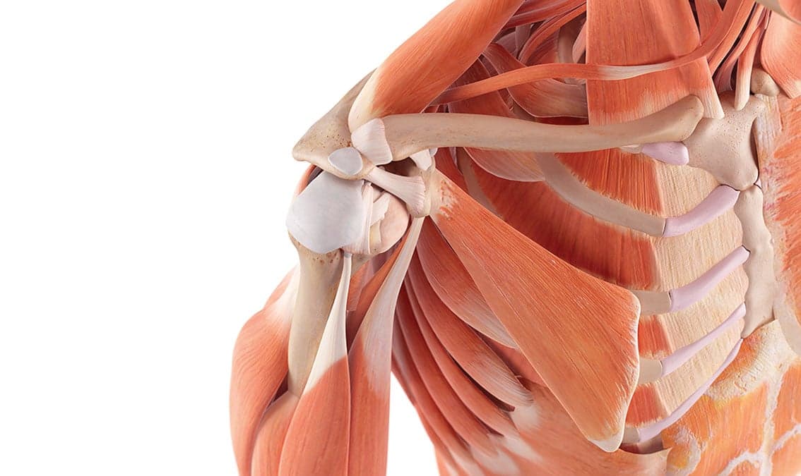 Applied anatomy of the locomotor system