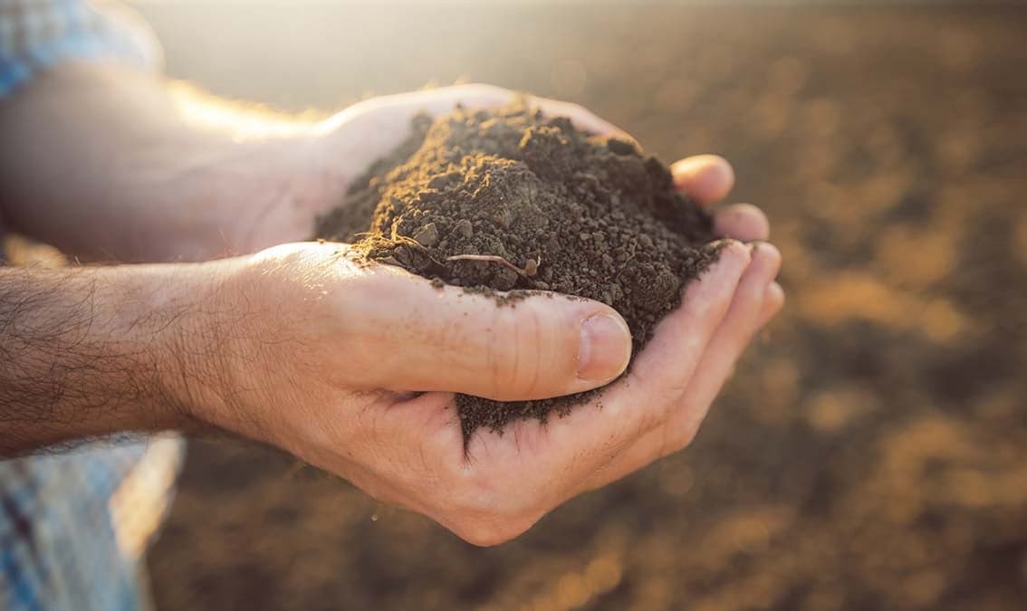 El suelo en el Sistema de Siembra Directa