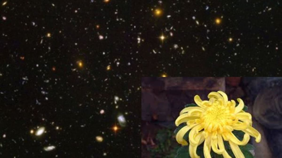 Life in the Universe: Syntheses for Life