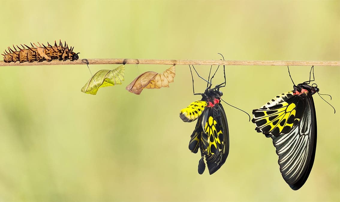 Introducción a la genética y la evolución