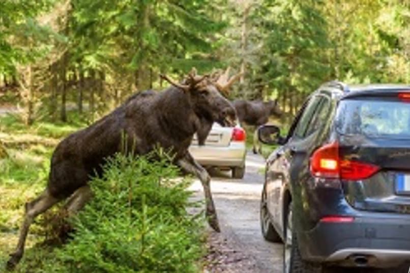Animal Behaviour in Science and Conservation