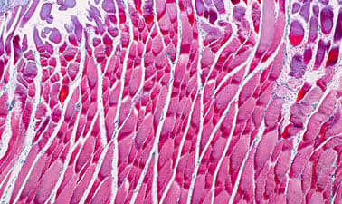 Cell Physiology