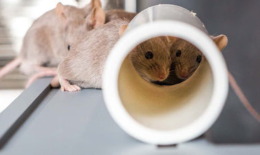 Behavioral Neuroscience: Analyzing Anxiety and Depression
