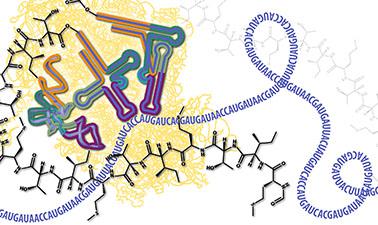 molecular biology part 3 rna processing and translation