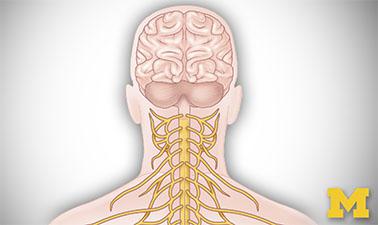 anatomy edx