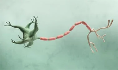 Introduction to Neuroscience